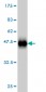 C17orf75 Antibody (monoclonal) (M02)