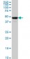 C17orf75 Antibody (monoclonal) (M02)