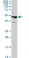 C17orf75 Antibody (monoclonal) (M02)