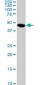 C17orf75 Antibody (monoclonal) (M02)