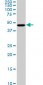 C17orf75 Antibody (monoclonal) (M02)