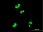 C1orf33 Antibody (monoclonal) (M01)