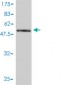 C1orf33 Antibody (monoclonal) (M01)