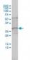 C1orf33 Antibody (monoclonal) (M01)