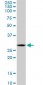 C1QTNF1 Antibody (monoclonal) (M01)