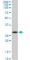 C1QTNF1 Antibody (monoclonal) (M01)