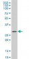 C1QTNF1 Antibody (monoclonal) (M01)