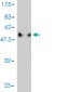 C1QTNF2 Antibody (monoclonal) (M01)