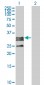C1QTNF2 Antibody (monoclonal) (M01)
