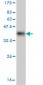 C21orf33 Antibody (monoclonal) (M01)