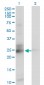 C21orf33 Antibody (monoclonal) (M01)