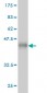 C3 Antibody (monoclonal) (M01)