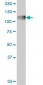 C3 Antibody (monoclonal) (M01)