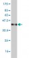 C4B Antibody (monoclonal) (M01)