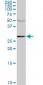 CA1 Antibody (monoclonal) (M02)