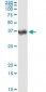 CA1 Antibody (monoclonal) (M05)