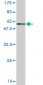 CA1 Antibody (monoclonal) (M05)