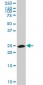 CA1 Antibody (monoclonal) (M05)