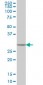 CA1 Antibody (monoclonal) (M05)