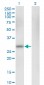 CA1 Antibody (monoclonal) (M05)