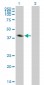 CA12 Antibody (monoclonal) (M01)