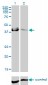 CA12 Antibody (monoclonal) (M01)