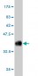 CABC1 Antibody (monoclonal) (M03A)