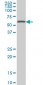 CABC1 Antibody (monoclonal) (M03A)