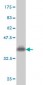 CABC1 Antibody (monoclonal) (M05A)