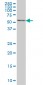 CABC1 Antibody (monoclonal) (M05A)