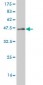 CABP4 Antibody (monoclonal) (M02)