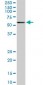 CACNB2 Antibody (monoclonal) (M01)