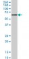 CACNB2 Antibody (monoclonal) (M05)