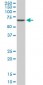 CACNB2 Antibody (monoclonal) (M05)