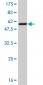 CACYBP Antibody (monoclonal) (M01)