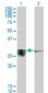 CACYBP Antibody (monoclonal) (M01)