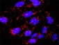 CACYBP Antibody (monoclonal) (M01)