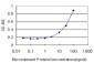 CAMK2A Antibody (monoclonal) (M01)