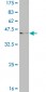CAMK2A Antibody (monoclonal) (M01)