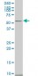 CAMK2A Antibody (monoclonal) (M01)