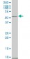 CAMK2A Antibody (monoclonal) (M01)