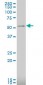 CAMK2A Antibody (monoclonal) (M03)