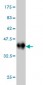 CAMK2B Antibody (monoclonal) (M06)