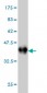 CAMK2B Antibody (monoclonal) (M06)