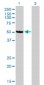 CAMK2D Antibody (monoclonal) (M02)