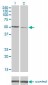 CAMK2D Antibody (monoclonal) (M02)