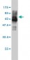 CAMK4 Antibody (monoclonal) (M01)