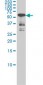 CAMK4 Antibody (monoclonal) (M01)