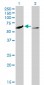 CAMK4 Antibody (monoclonal) (M01)