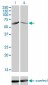 CAMK4 Antibody (monoclonal) (M01)